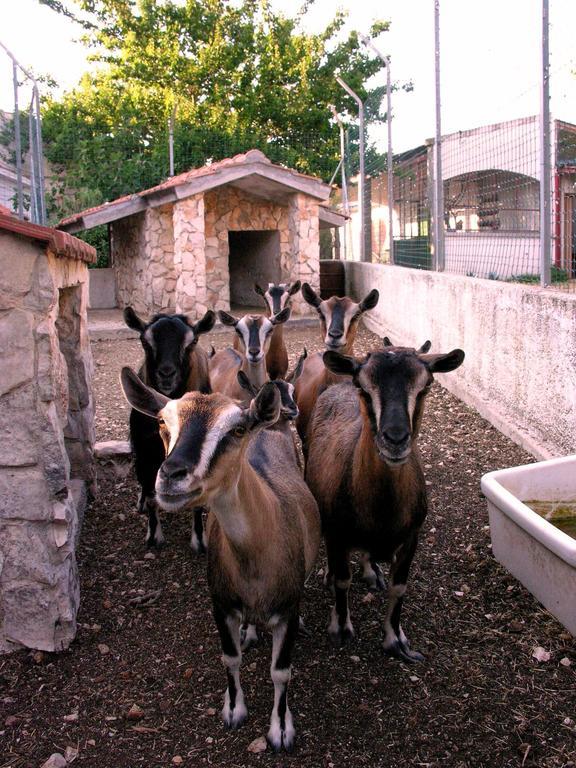 Agriturismo Valle Verde Алтамура Екстериор снимка